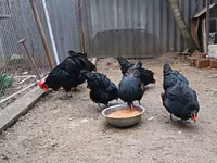 Australorp — fotografija 3