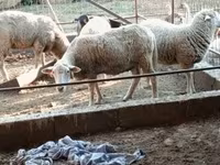 मेढ़ा, भेड़ — फ़ोटो 7