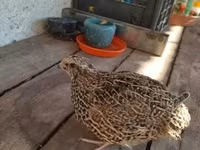 Quails — foto 3