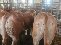 Bovinos (lote, sexo no especificado), Charolais cattle — foto 5