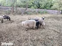 Ovan, Racka sheep — fotografija 4