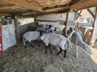 Brebis, Moutons — photo 4