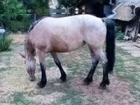 Égua, Cavalos — foto 7