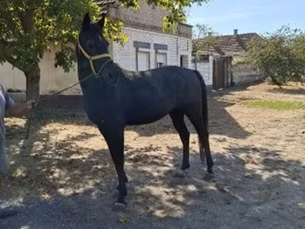 Hengst, Pferde
