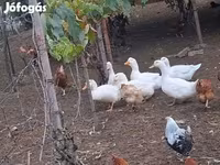 Ducks — फ़ोटो 5