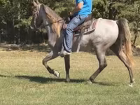 Pastuv, Rocky Mountain Horse — fotografija 2