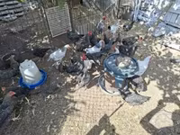 Chickens — fotografija 4