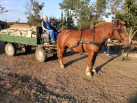 Égua, Hungarian horse breed — foto 7