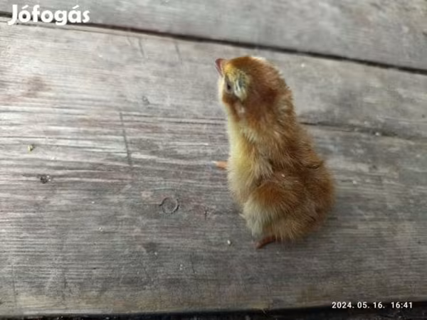 Quails