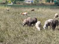 Schaf, Romanov sheep — Foto 1
