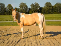 Pastuv, American paint horse — fotografija 4