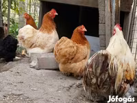 Pekinška bantam — fotografija 4
