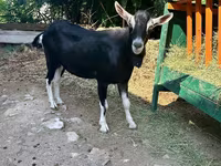 Keçi, Alpine goat — foto 1