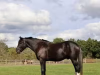 Horse (M), Percheron — photo 2