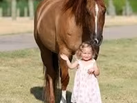 Kobila, Quarter Horse — fotografija 4