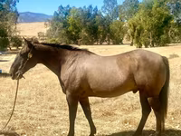 Pastuv, Quarter Horse — fotografija 1