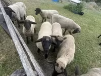 Қошқар, White Suffolk sheep — 3-сурет