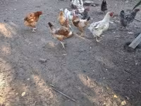 Chickens — zdjęcie 5