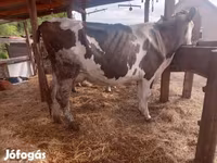 公牛, Limousin cow — 照片 6