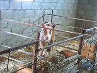 Сиыр, Swiss cattle — 6-сурет