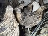 Quails — Foto 2