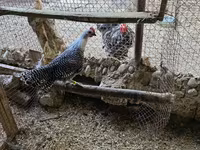 Chickens — fotografija 3