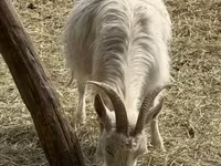 عنزة, الماعز — الصورة 4