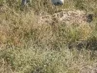 Keçi, Alpine goat — foto 8