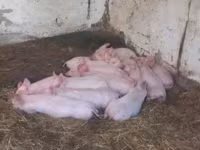 Säue, Schweine — Foto 3