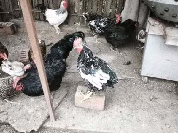 阿斯图里亚纳皮塔皮塔