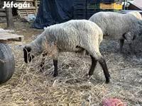 Ram, Merino sheep — photo 4