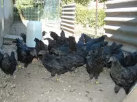 Ayam Cemani — Foto 5