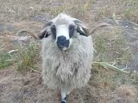 كبش, Racka sheep — الصورة 3