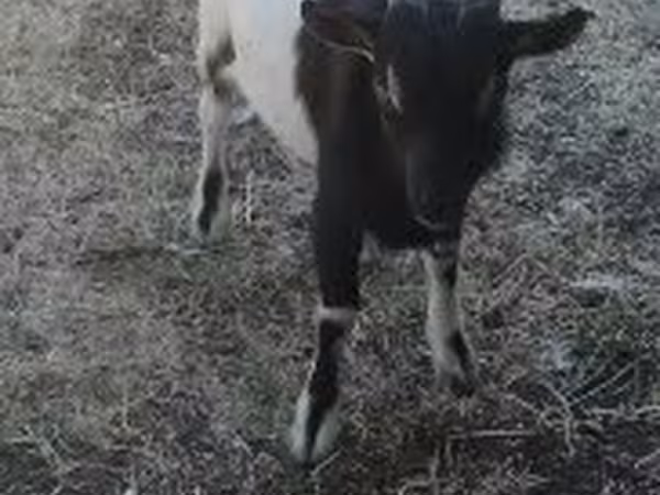 Jarac, Nigerian dwarf goats