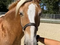 Kobila, Haflinger — fotografija 3