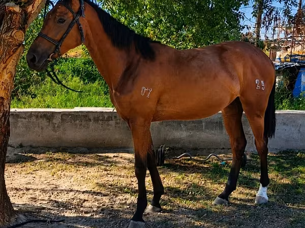 Kobila, Thoroughbred horse