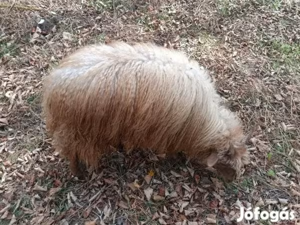 Oveja, Racka sheep