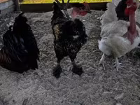 Chickens — zdjęcie 4