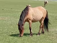 雌馬, Horse breed — 写真 1