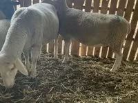 Owca, Merinoland sheep — zdjęcie 1