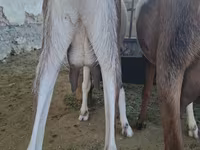 Koza, Nubian Goat — fotografija 4