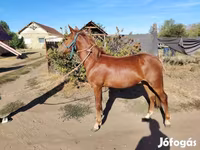 Horse (M), Horses — photo 3