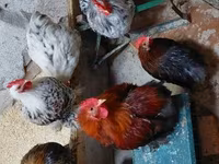 Pekinška bantam — fotografija 6