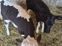 Krava, Russian Black pied cattle — fotografija 3