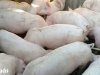 Knur, Świnie — zdjęcie 2