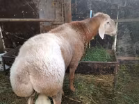 Ovan, Rambouillet sheep — fotografija 2