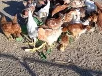 Chickens — photo 4