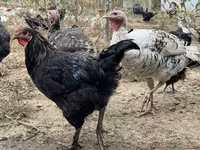Chickens — fotografija 3