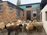 Bélier, Rhon sheep — photo 6