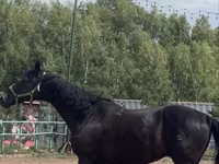 Pastuv, Trakehner — fotografija 2